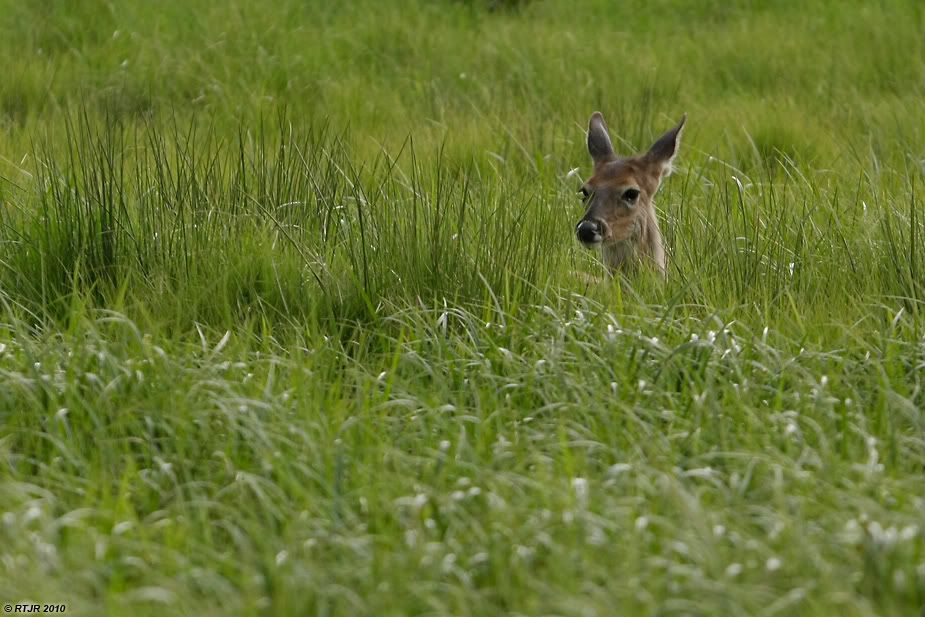 Cerf _MG_3851