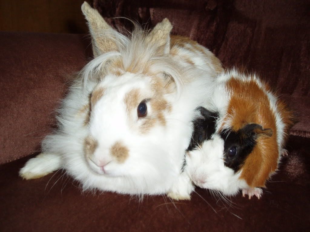 Rabbit and Guinea pig P1010074-1