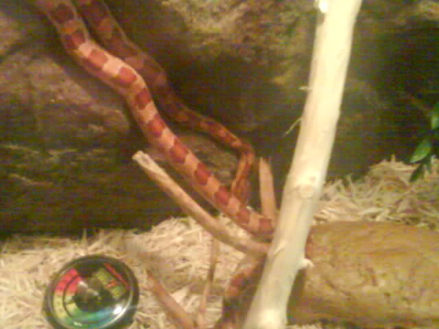 My First Corn Snake - Cocoa! Tegan214