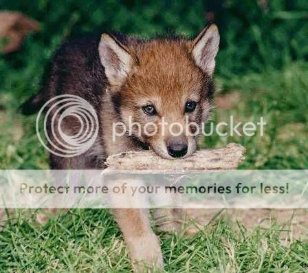 Cute Animal Tournament Round 1.2 Fox v Wolf Wolfbaby