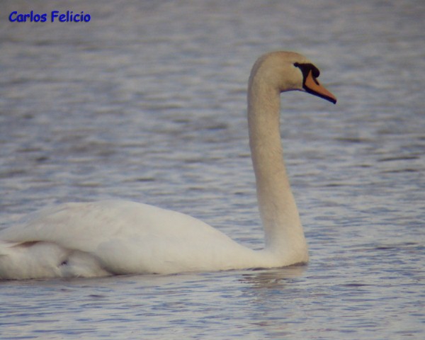 Cisne-mudo (Cygnus olor) Cisne-mudo_12