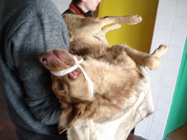 Povrijedjen pas na bascarsiji DSC09254