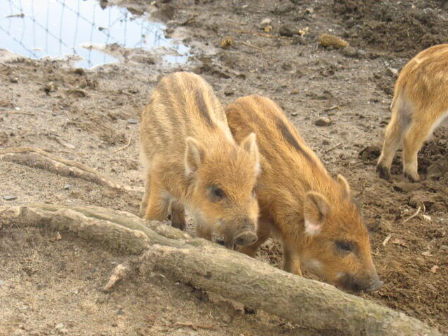 Animal tracking in Germany IMG_6092