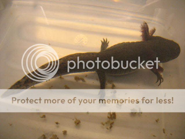 Axolotls IMG_6883