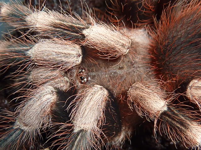 White-striped Birdeater T P1040389