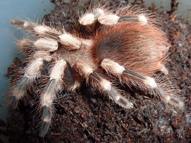 White-striped Birdeater T P1040398