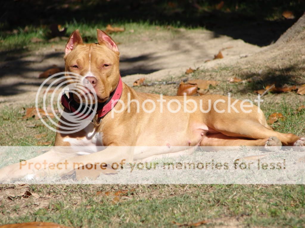 A lazy fall day in the yard...PIC HEAVY! DSC04307