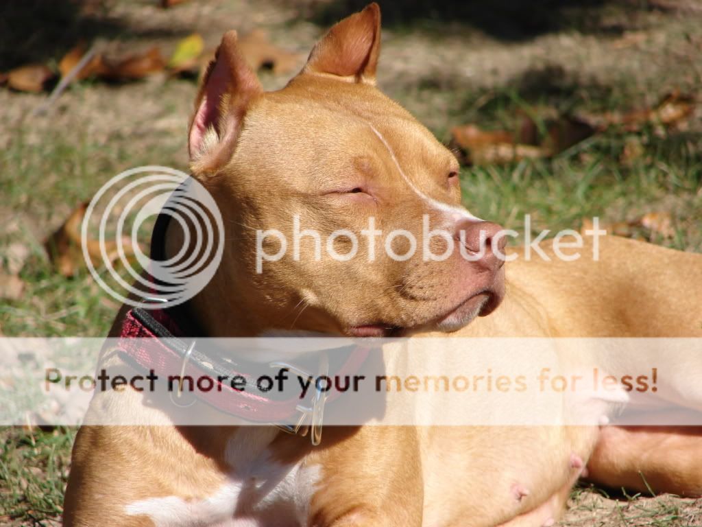 A lazy fall day in the yard...PIC HEAVY! DSC04308