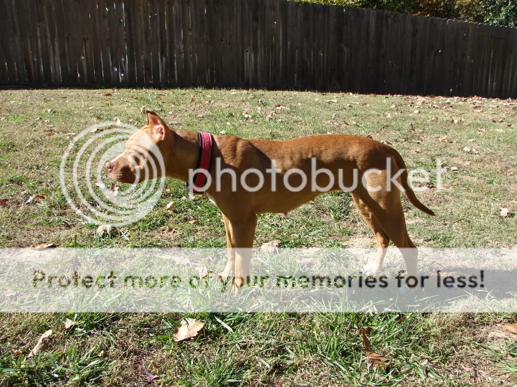 A lazy fall day in the yard...PIC HEAVY! DSC04354