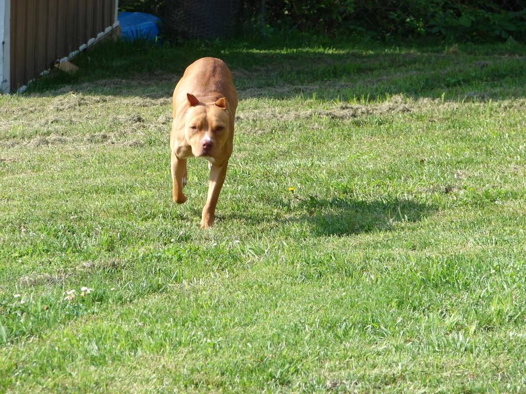 The Dogs Out In The Yard DSC07269