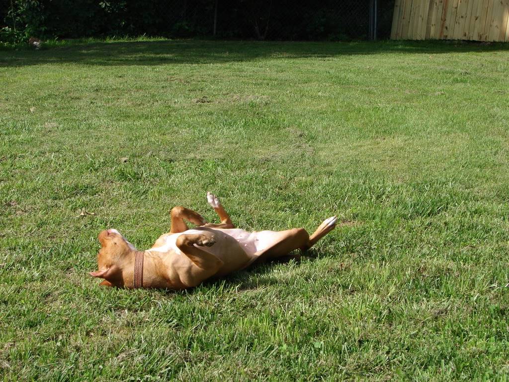 The Dogs Out In The Yard DSC07272