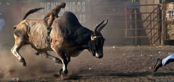 Hình    Độc Bull_Riding_Monkey