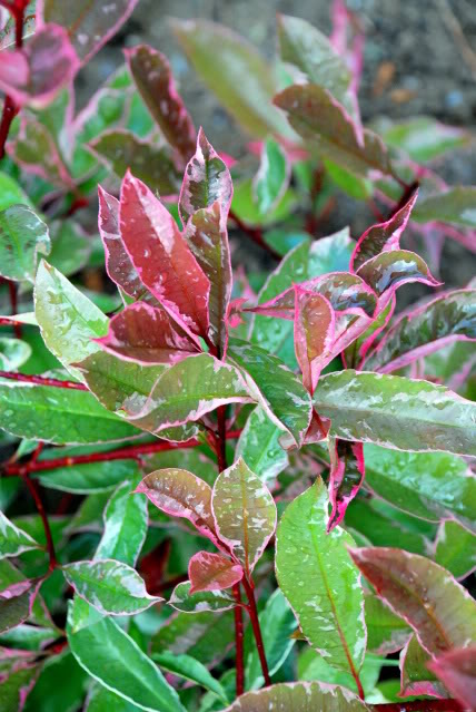 arbustes à feuillage panaché 2010photiniapanachmai