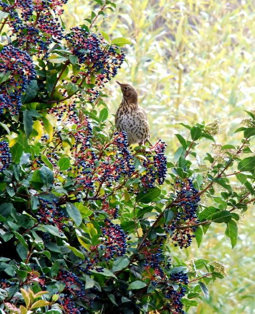 Cuisine pour oiseaux !!! - Page 2 DSC_0038