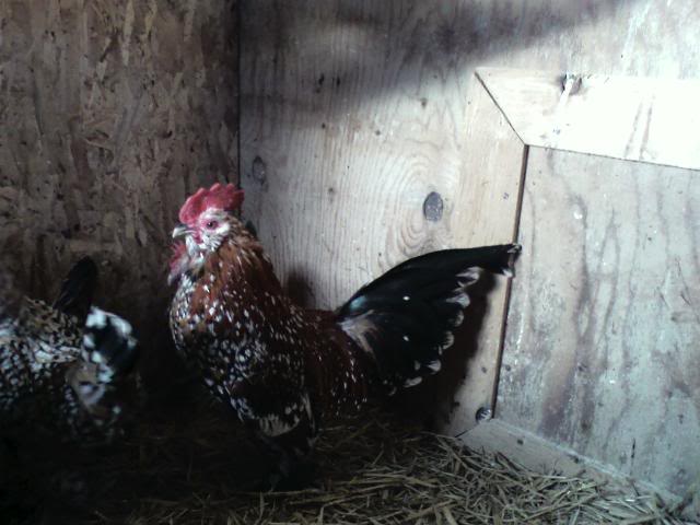 Coq Mille- fleur Edgar2