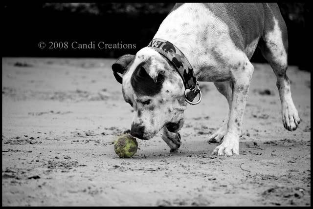 Sand.. Water & Ball. Beach8-2-08069copy