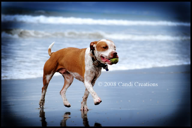 Sand.. Water & Ball. Beach8-2-08093copy