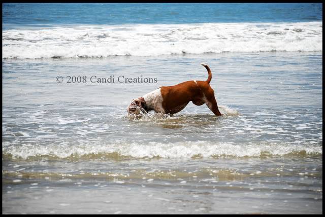 Sand.. Water & Ball. Beach8-2-08112copy