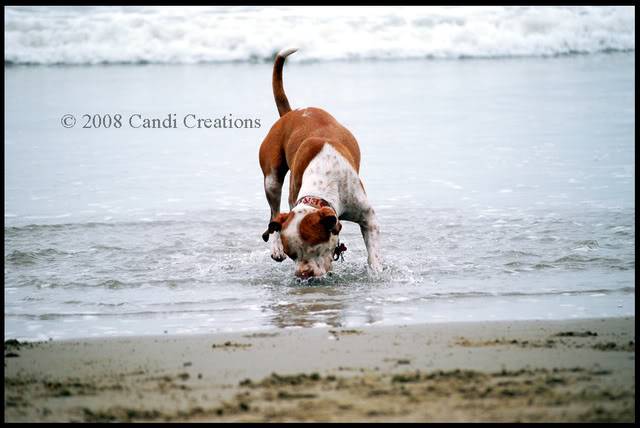 Sand.. Water & Ball. Beach8-2-08139copy