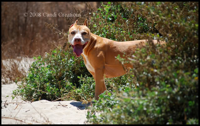 Fiesta Island with Maximus, Mia & Deno Fiestaisland8-9-08117copy