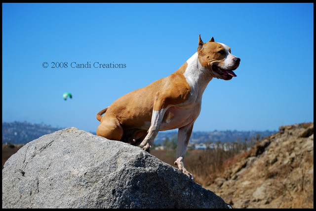 Fiesta Island with Maximus, Mia & Deno Fiestaisland8-9-08292copy