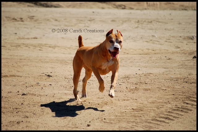 Fiesta Island with Maximus, Mia & Deno Fiestaisland8-9-08320copy