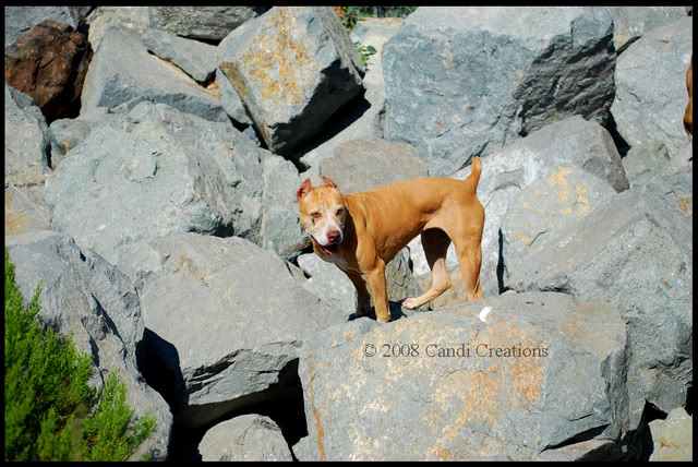 Fiesta Island with Maximus, Mia & Deno Fiestaisland8-9-08326copy