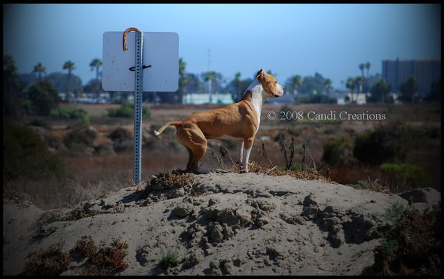 Fiesta Island with Maximus, Mia & Deno Fiestaisland8-9-08328copy