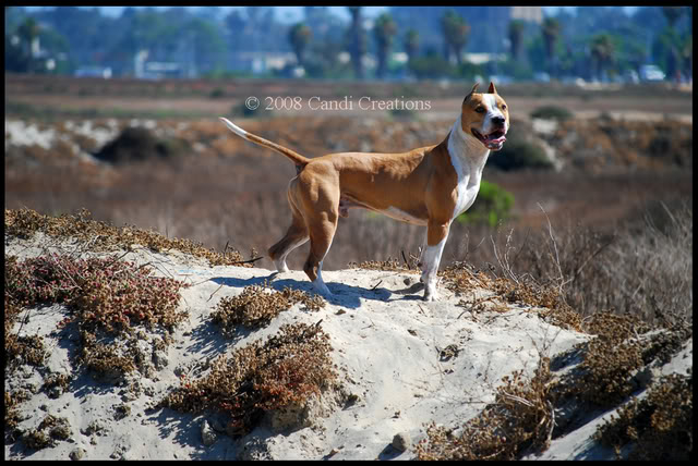 Fiesta Island with Maximus, Mia & Deno Fiestaisland8-9-08332copy