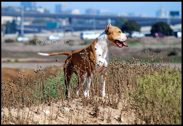 Fiesta Island with Maximus, Mia & Deno Fiestaisland8-9-08349copy