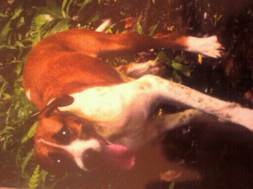 FRIEND LOST 1 DOG(WAIANAE RESIDENTAL AREA) CEDCCAC5-02C8-442C-813F-FE5094A384C6-818-0000008D62CF66AA_zps3de51c63