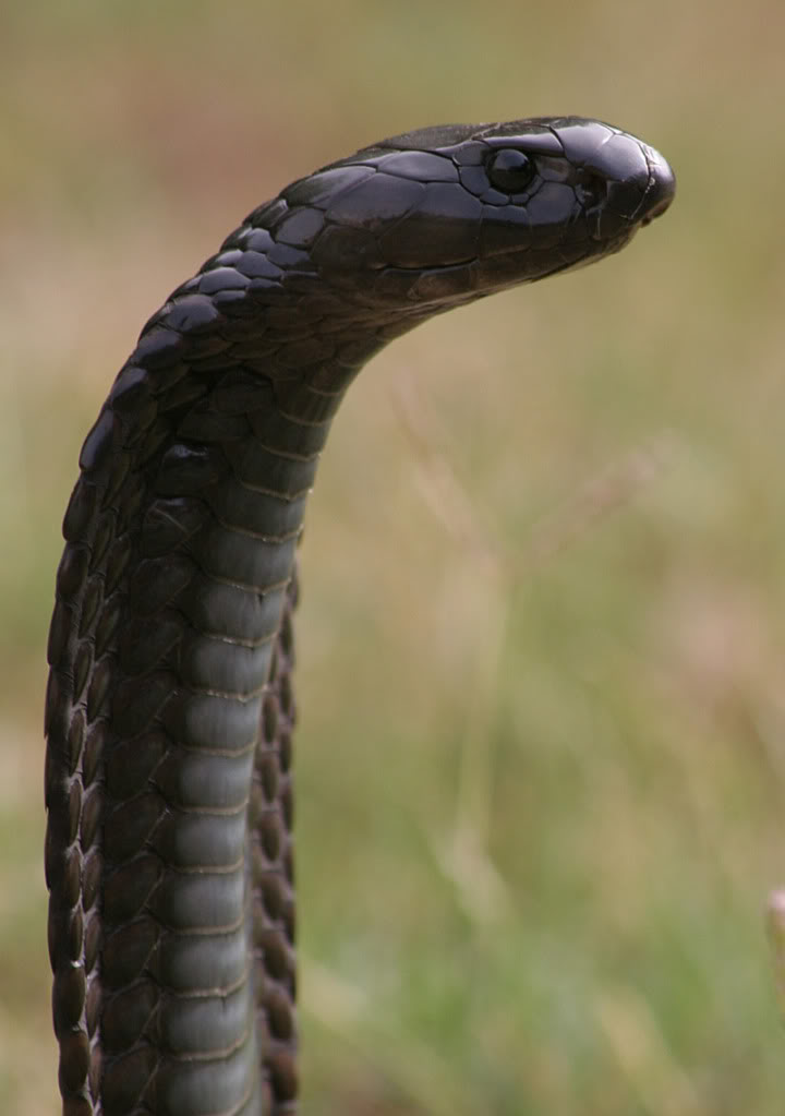 Morrocan Cobra (Naja haje) eggs Morrocan1