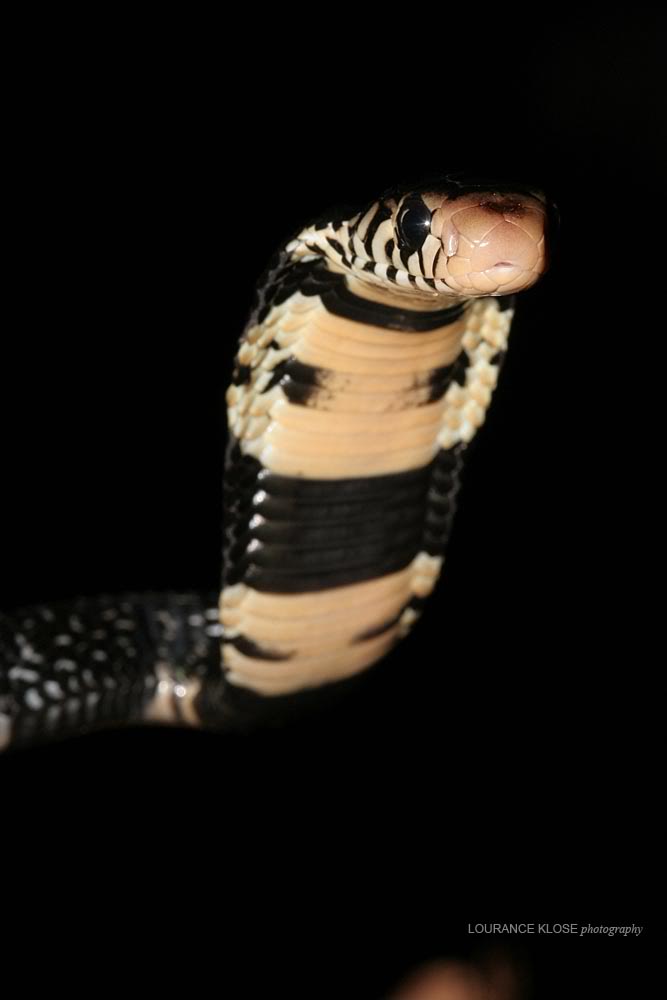 Forest Cobra (Naja melanoleuca) hatchlings. Nmelanoleuca2