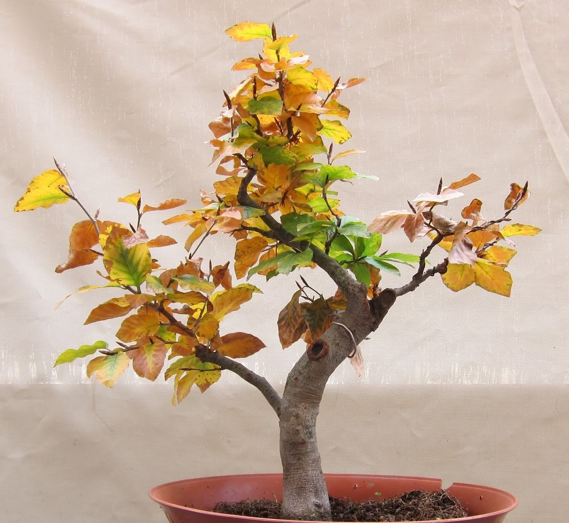 fagus sylvatica Fall17