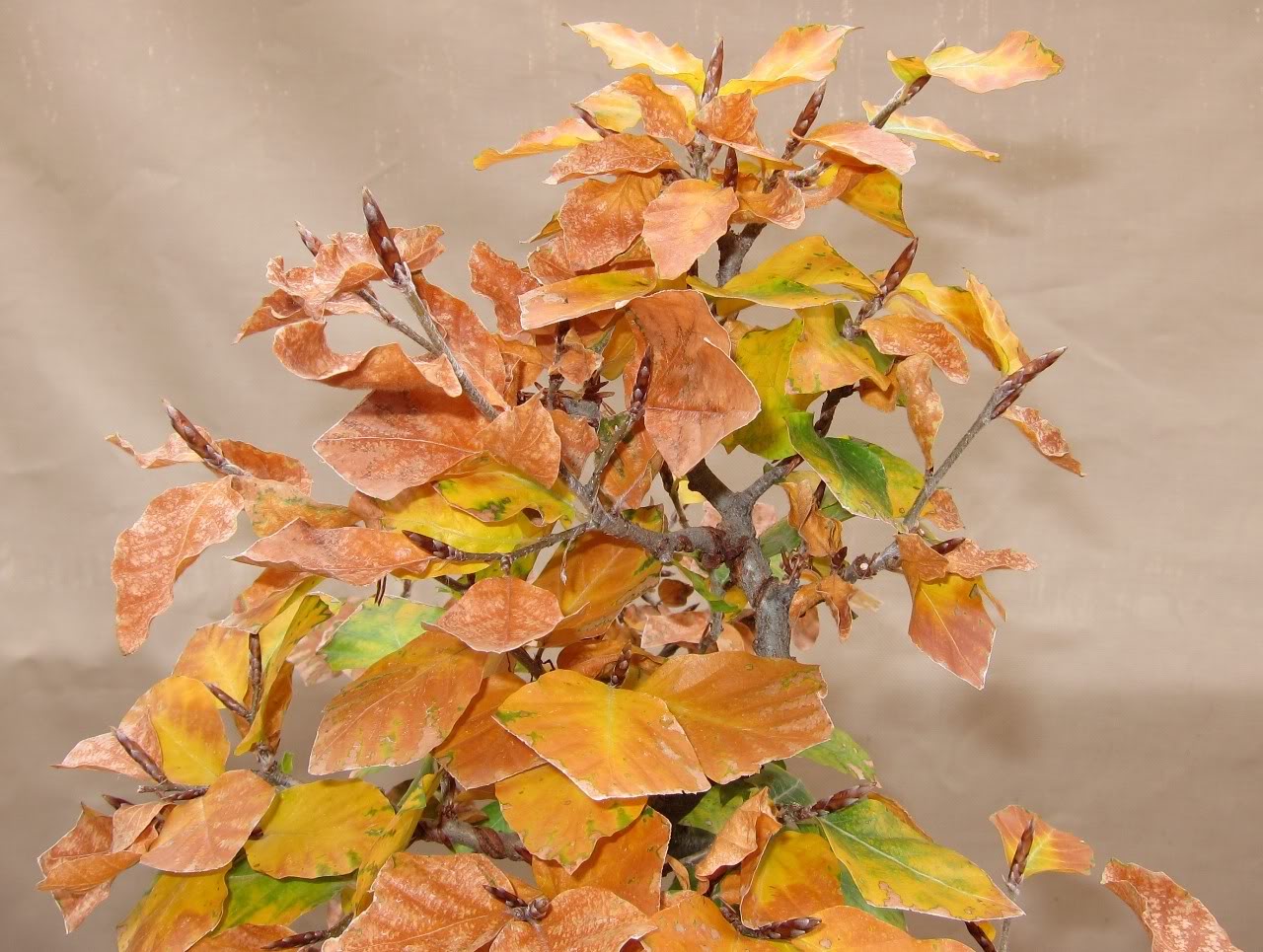 fagus sylvatica Fall21