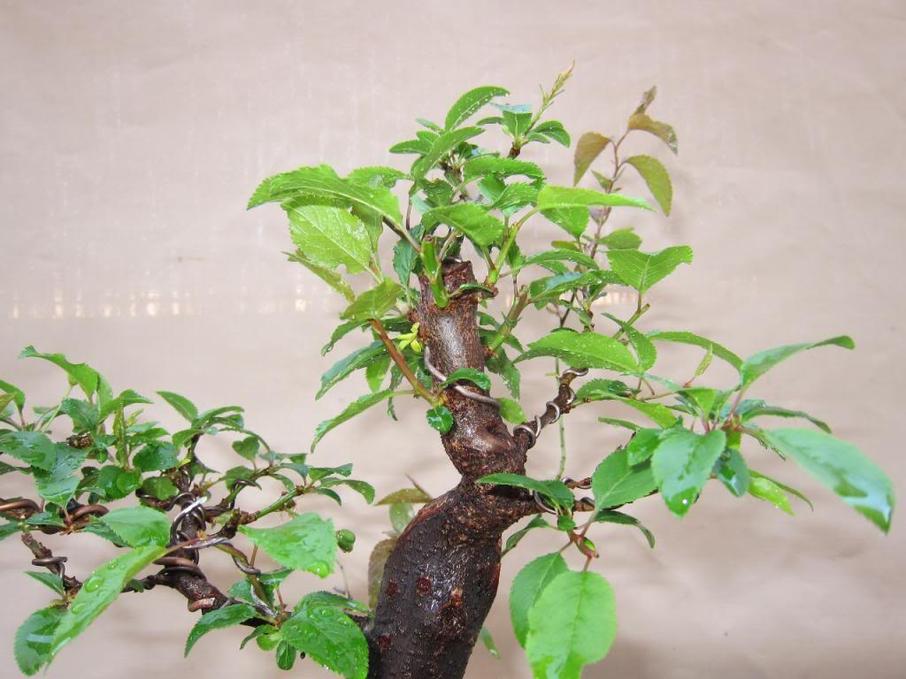 Prunus decapitado Prim16