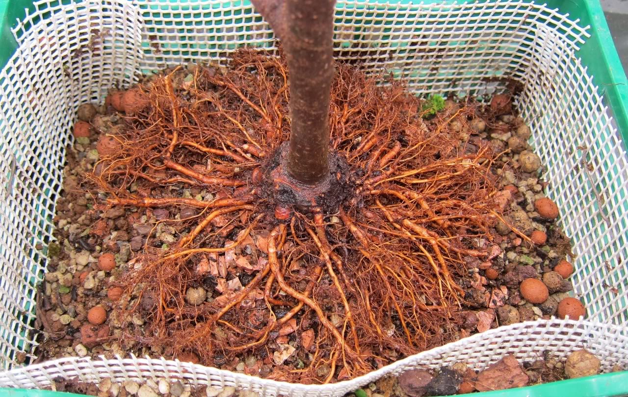 Evolucion acodo de ulmus parvifolia Sole14