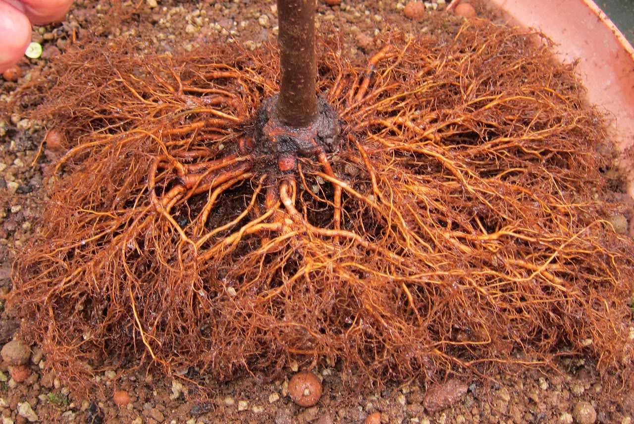 Evolucion acodo de ulmus parvifolia Sole6