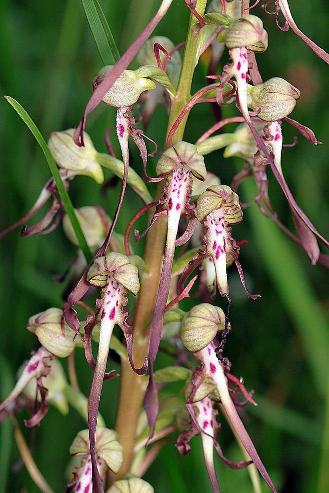 Himantoglossum hircinum CopiedeIMG_9126_zps104003c5