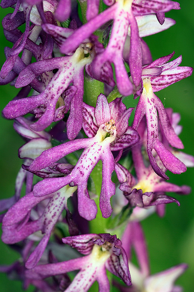 Orchis x spuria (O. anthropophora x militaris) IMG_9089_zpscf954701