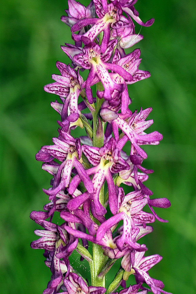 Orchis x spuria (O. anthropophora x militaris) IMG_9098_zps6e14692c