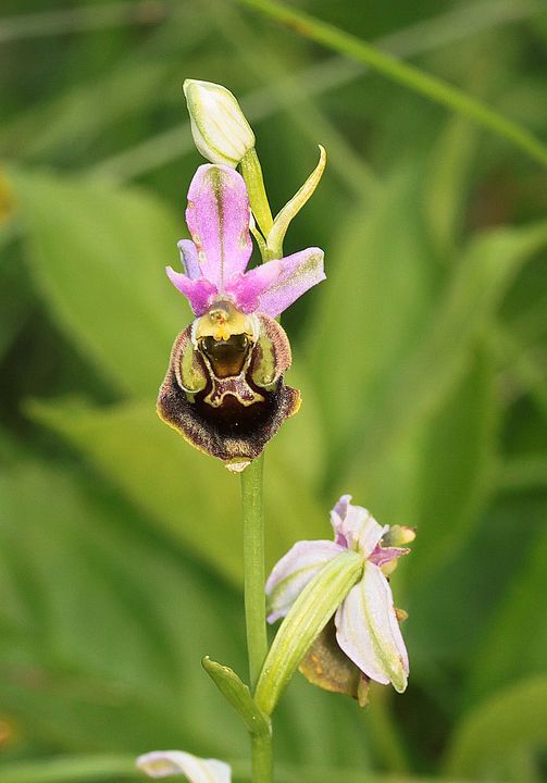 Ophrys fuciflora IMG_9108_zps0d03dfd1