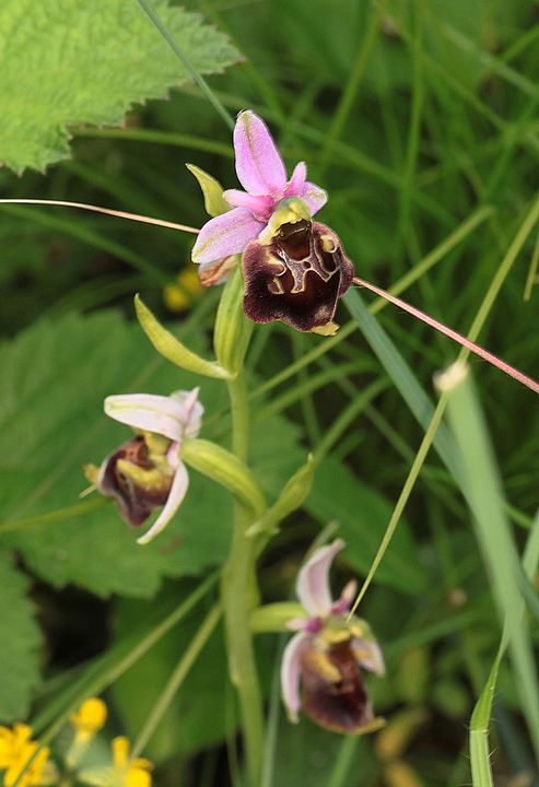 Ophrys fuciflora IMG_9109_zps5721ee55