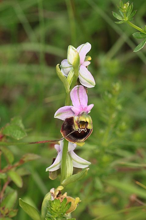 Ophrys fuciflora IMG_9110_zps68edd686