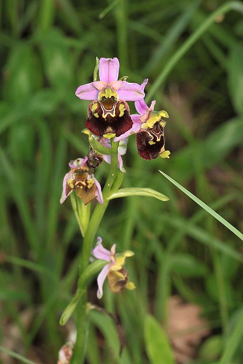 Ophrys fuciflora IMG_9112_zps9a0910e3