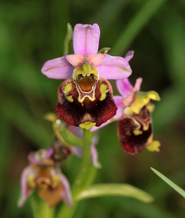 Ophrys fuciflora IMG_9113_zps77bf197d