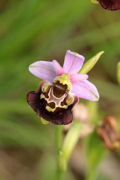 Ophrys fuciflora IMG_9134_zps3c6324b9