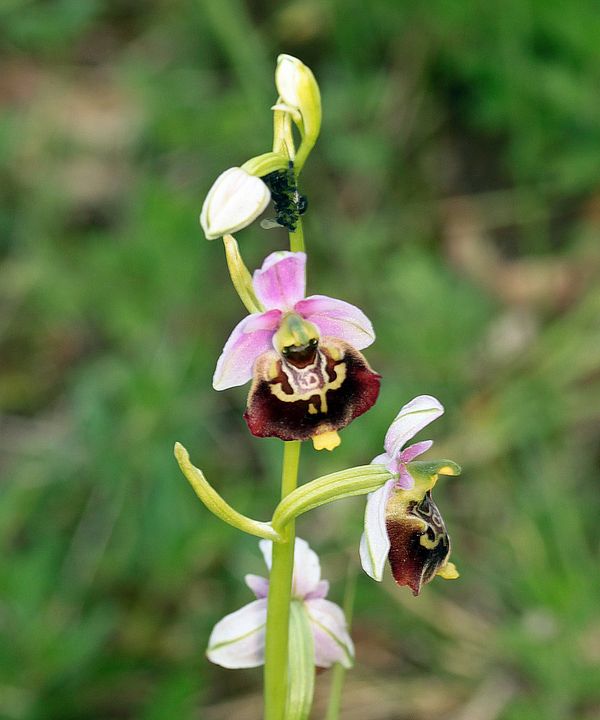 Ophrys fuciflora IMG_9139_zpsbfcbbc19