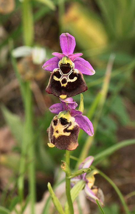 Ophrys fuciflora IMG_9141_zpsfd2f56e3