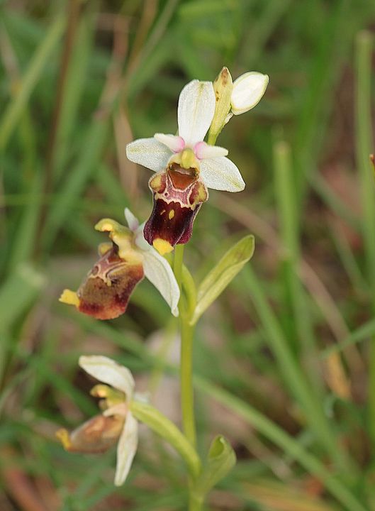 Ophrys fuciflora IMG_9143_zpsd9c69f04